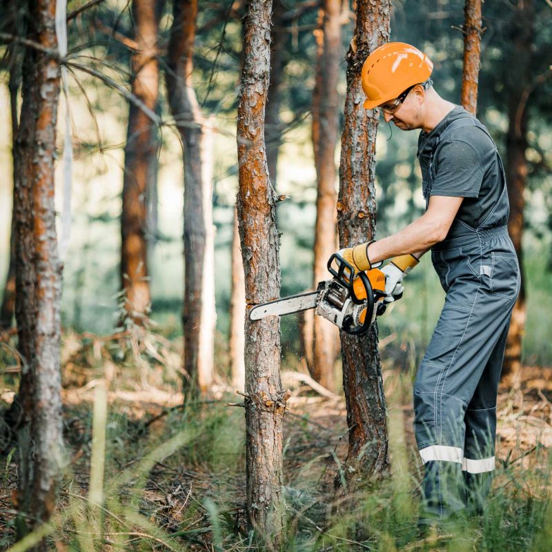 tree service martinsburg wv